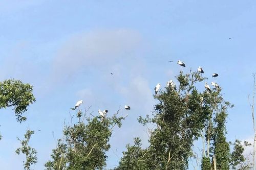 Nhiều giải pháp bảo vệ chim hoang dã trước nạn săn bẫy