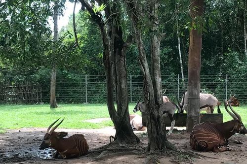 Khánh Hòa đẩy mạnh tuyên truyền về nạn săn bẫy chim hoang dã