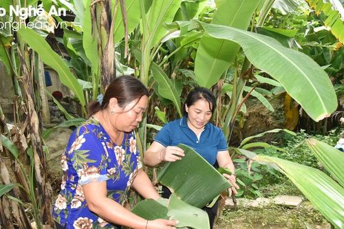 Tổ hợp tác trồng chuối bán từ gốc đến ngọn ở xã vùng cao Nghệ An