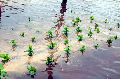 Nông dân khẩn trương tiêu úng cứu hoa Tết