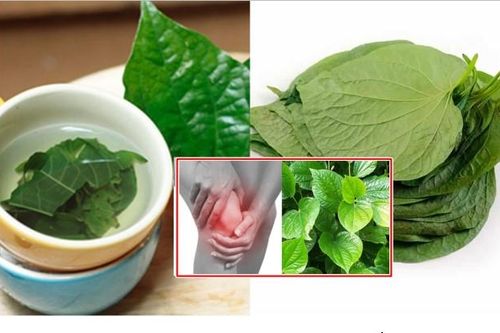 Loại lá cây thơm phức mọc đầy vườn nhà người Việt hóa ra lại là 'thần dược' chữa đau nhức!