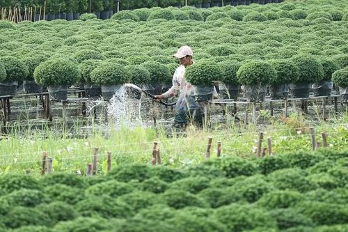 Hoa, kiểng miền Tây vào vụ
