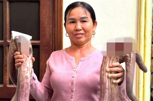 Một hộ dân kiếm bộn tiền nhờ cặp nhung nai 'khủng', nhiều người nườm nượp kéo đến xem