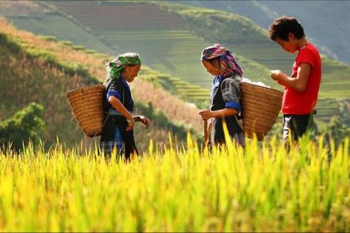 Thái Nguyên: Định mức mới xác định hộ đồng bào dân tộc thiếu đất sản xuất