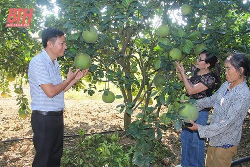 'Vua đồi' đất Bỉm Sơn
