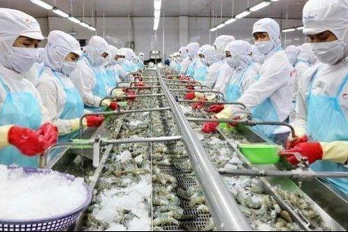 Doanh thu tháng 11 của Sao Ta tăng 25%, giá tôm sắp tới sẽ tăng do 'quy luật cung cầu'