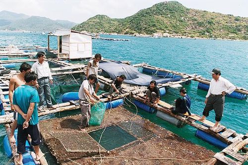 Nghề nuôi biển: Nhiều rào cản phải tháo gỡ