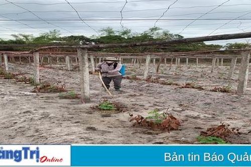 Tạo sinh kế bền vững cho người dân vùng cát
