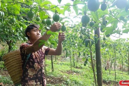 Khó khăn trong thực hiện các dự án hỗ trợ nông nghiệp vùng đồng bào DTTS
