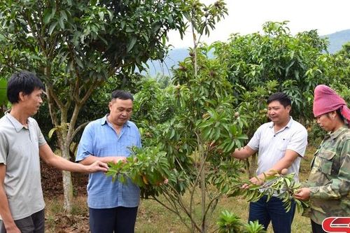 Nâng cao chất lượng các tiêu chí nông thôn mới