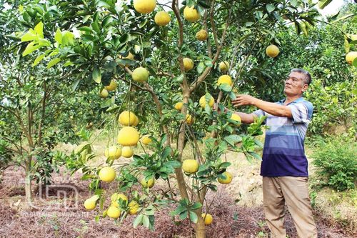 Kênh tín dụng giúp nông dân phát triển sản xuất