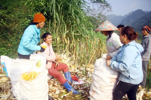 Nhiều chỉ tiêu nông nghiệp và thủy sản vượt kế hoạch đề ra