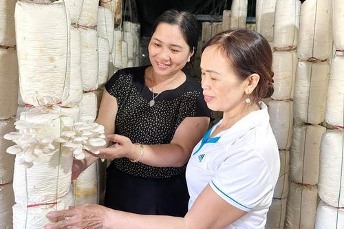 Liên kết trồng nấm phát triển kinh tế
