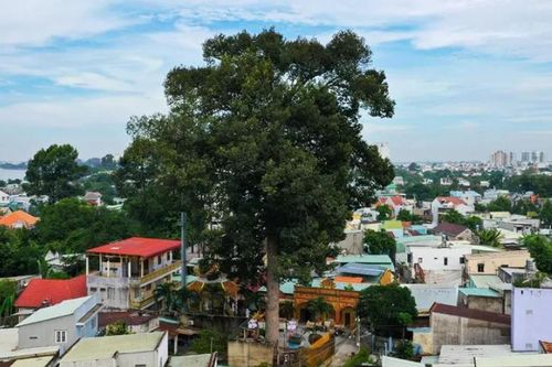 Cây dầu rái hơn 300 năm tại chùa Hoàng Ân (TP.Biên Hòa) được công nhận là Cây di sản Việt Nam