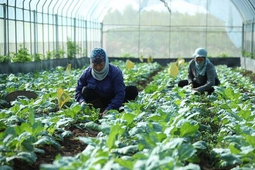 Tháo gỡ 'điểm nghẽn' để HTX yên tâm sản xuất hữu cơ