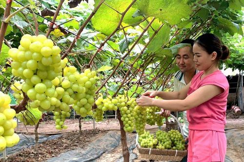 Thạch Thất nâng cao giá trị nông sản