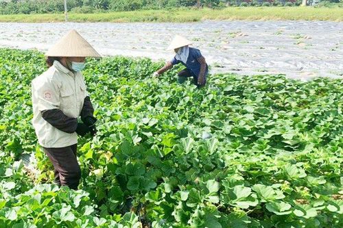 Cách làm sáng tạo của Gia Lâm