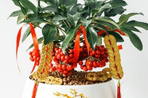 Một loại cây cảnh được cho là đem lại tài lộc, biết chăm sóc tốt sẽ đếm tiền mỏi tay