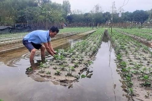 Nông dân Quảng Bình 'cứu' hoa màu vụ Tết