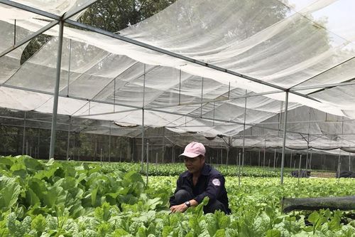 Nông nghiệp ứng dụng công nghệ cao: Gỡ rào cản để bứt phá