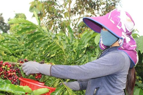 Khai thác thế mạnh nông sản Việt
