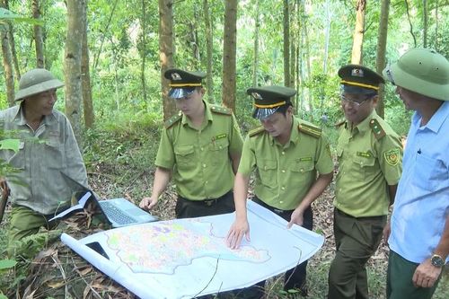 Tuyên Quang: Yên Sơn chú trọng phát triển cây lâm nghiệp gắn với bảo vệ rừng bền vững