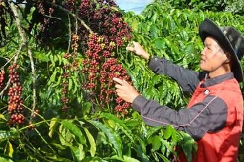 Nâng tầm giá trị cà phê Việt