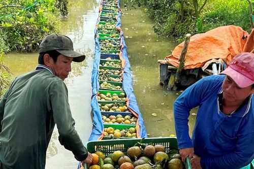 Nông dân miền Tây tiếp cận công nghệ AI – Bài 2: Định danh mã số vùng trồng