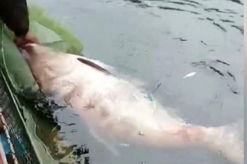 Cá mè 50 kg và loạt quái ngư khủng sa lưới ngư dân Việt