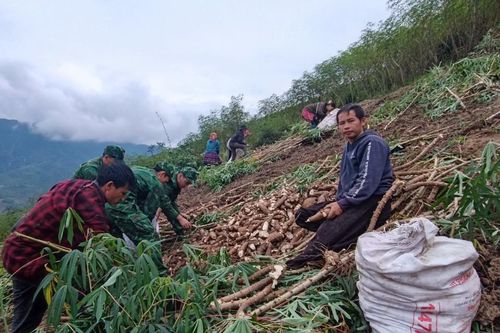 Sắn được mùa, giá cao, bà con huyện nghèo thu trăm tỷ đồng