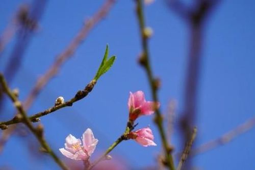 Tỉnh ủy Thanh Hóa chỉ đạo không tổ chức chúc Tết cấp trên, nghiêm cấm biếu quà lãnh đạo