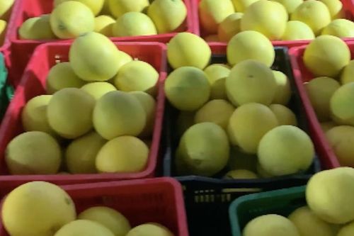 Chỉ dẫn địa lý, truy xuất nguồn gốc đưa nông sản ra thị trường thế giới