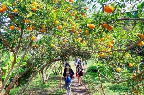 Quảng Ninh: Lần đầu tiên tổ chức Tuần lễ Cam Vân Đồn