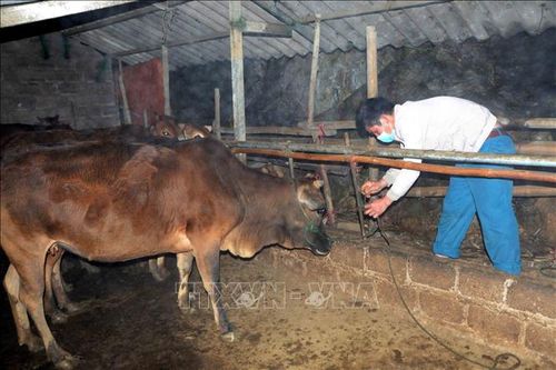 Vùng cao phòng, chống đói, rét cho đàn vật nuôi