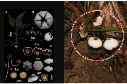 Loài thực vật mới của thế giới chỉ duy nhất xuất hiện ở Việt Nam: Được đặt tên đậm chất 'nước nhà'