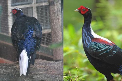 Loài gà điệu đà nhất chỉ Việt Nam mới có: Nằm trong sách đỏ nước ta, giá trị cực cao, nhìn là mê đắm