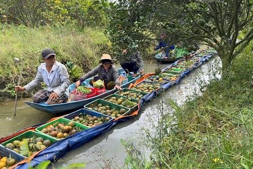 Giá cam sành giảm thê thảm, nông dân miền Tây đối diện thua lỗ