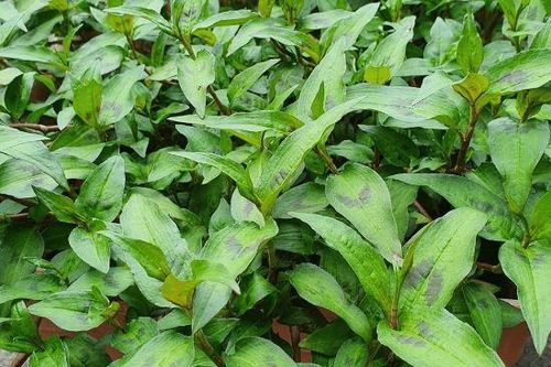 Nhà chật hẹp tới cỡ nào, bạn cũng nhất định phải trồng rau răm ở trong nhà vì lý do này