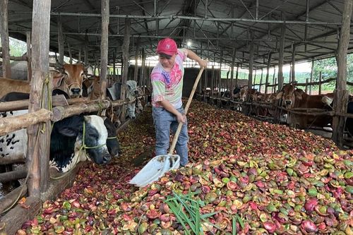 Tái chế vỏ chanh dây: Hình thành chuỗi nông nghiệp tuần hoàn