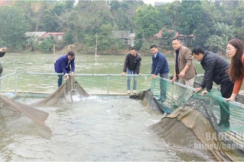 Hệ thống khuyến nông đồng hành, hỗ trợ nông dân phát triển sản xuất