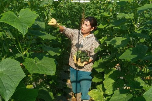 Hội Phụ nữ huyện Bảo Thắng hỗ trợ phụ nữ phát triển kinh tế