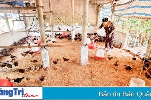 Thực hiện có hiệu quả các phương án sản xuất nông nghiệp