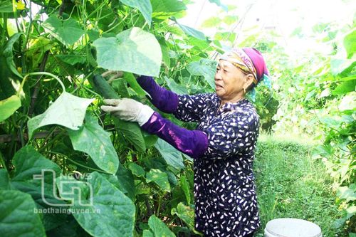 Vụ đông sớm: Thu nhập cao nhưng khó mở rộng