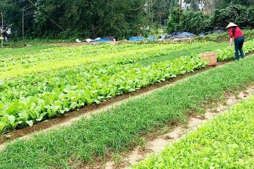 Tổ phụ nữ liên kết trồng rau an toàn