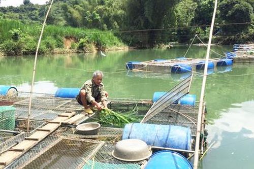 'Chìa khóa' giúp nông dân Quảng Hòa thu trăm triệu từ trồng mía, nuôi cá lồng