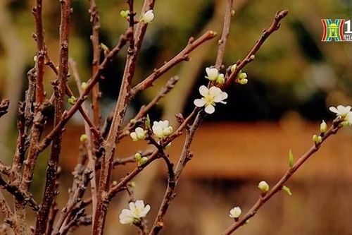 Hoa lê rừng xuống phố sớm