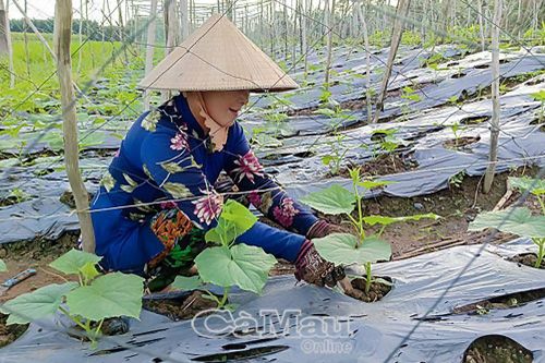 Phụ nữ vượt khó làm giàu