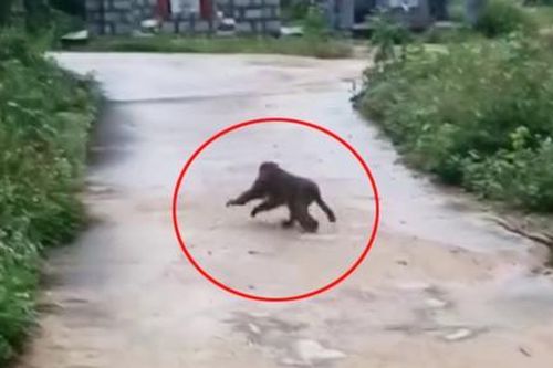Thống nhất phương án bẫy, bắt cá thể khỉ tấn công 3 người bị thương
