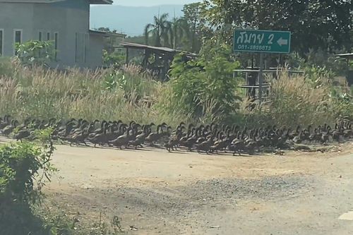 Ngoạn mục 'đoàn tàu' vịt lạch bạch băng qua đường