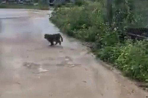 Bẫy, bắn gây mê khỉ tấn công nhiều người, cắn chết 4 con chó ở Quảng Nam